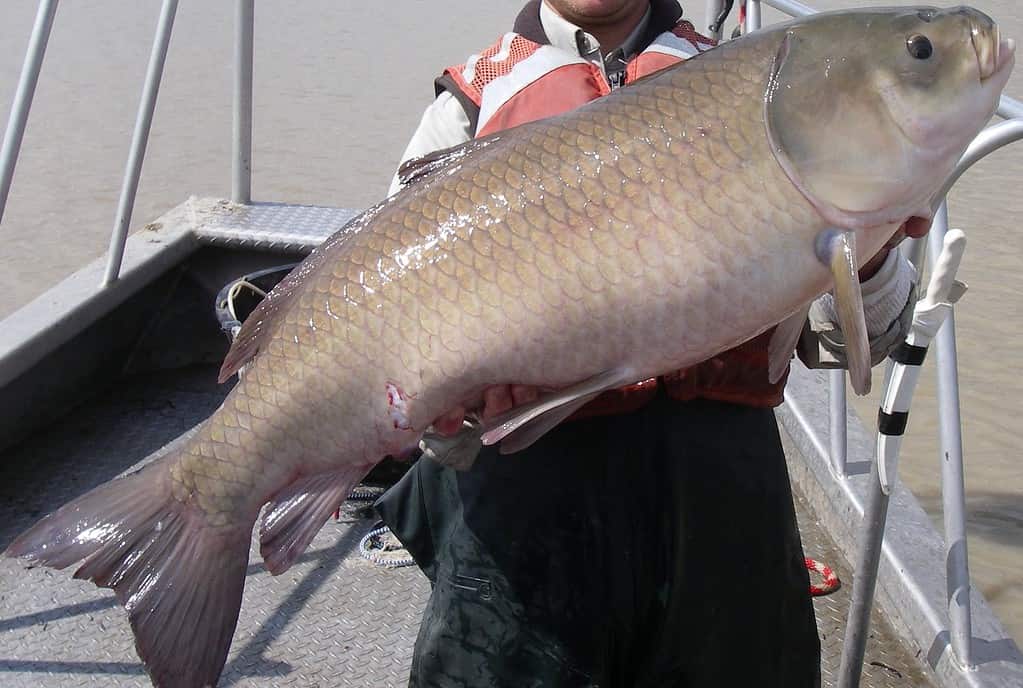 Discover the Largest Fish Ever Caught in Wisconsin