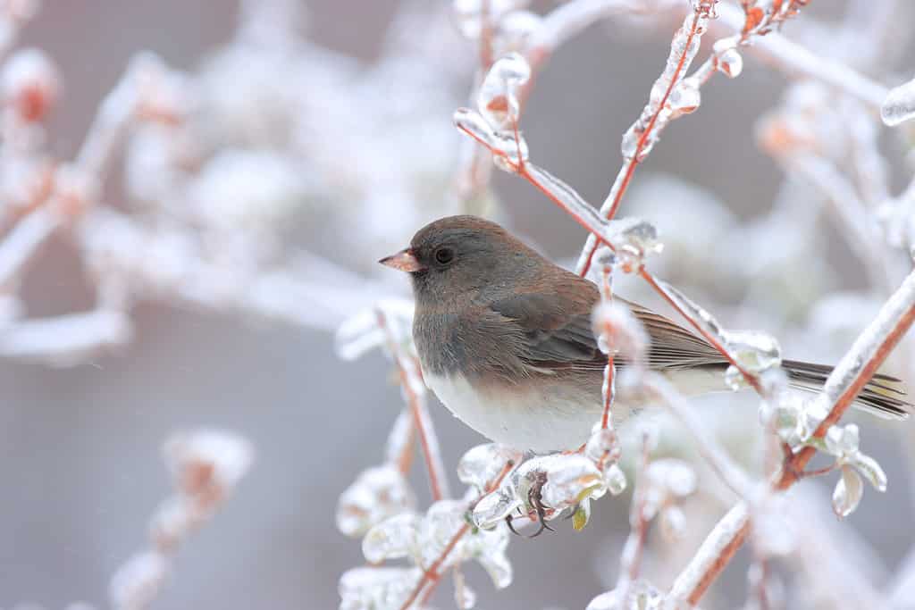 How Do Birds Survive Extreme Environments?