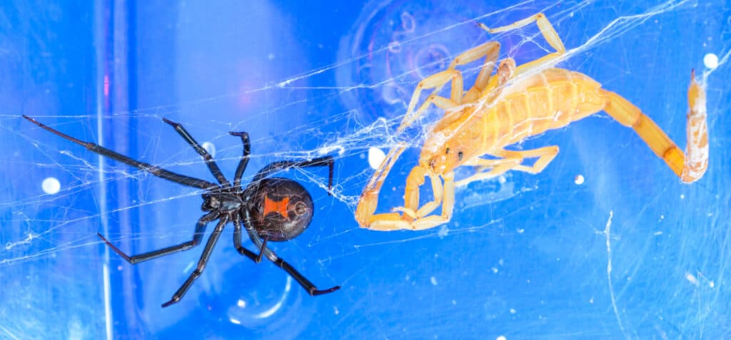 Discover 11 Types of Widow Spiders Throughout The World