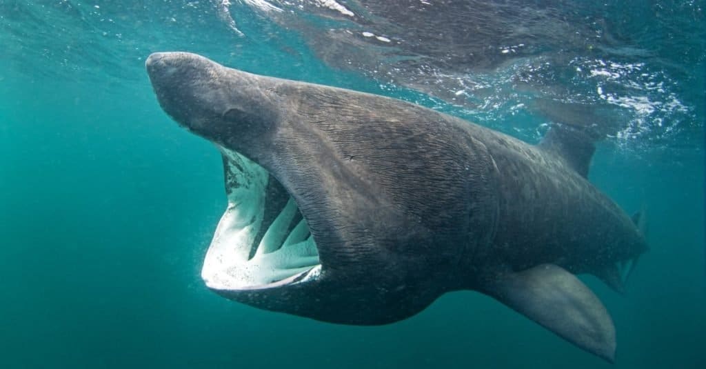 Discover the Largest Great White Shark Ever Caught in New Brunswick