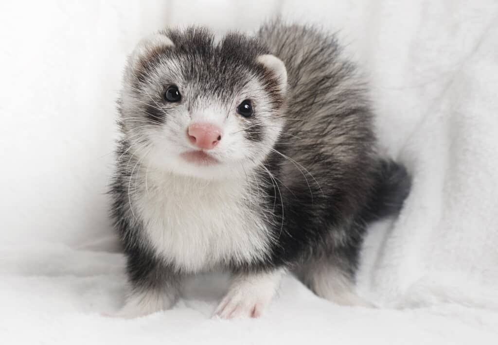 10 Human Foods You Should Never Feed to Ferrets