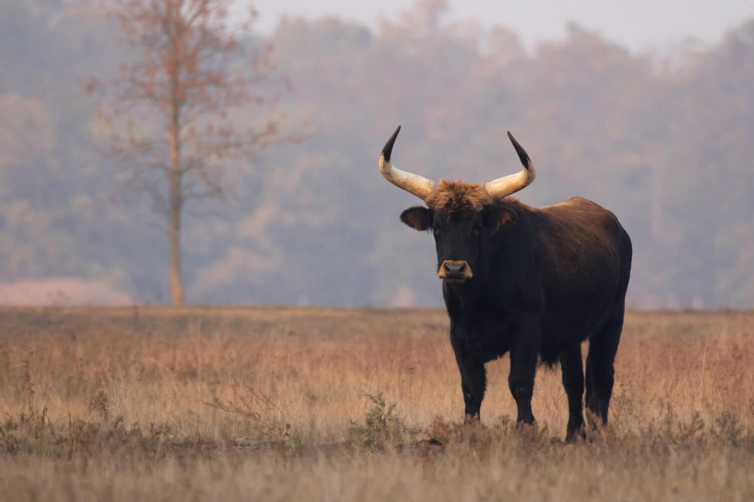 Discover the Origin of Cows and Where They Came From