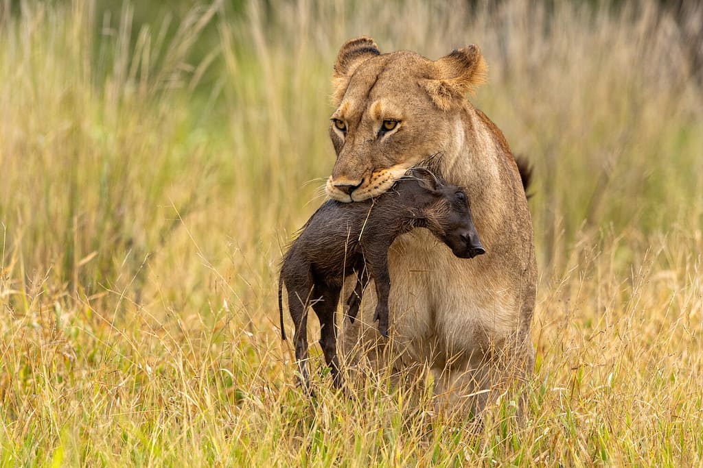 Discover How Long Lions Can Go Without Eating, Plus 3 Other Amazing Facts About Their Diet