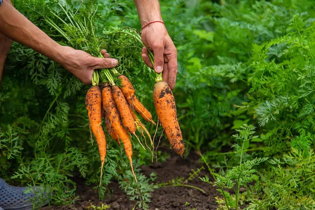 The 9 Best Things to Plant in North Carolina in October