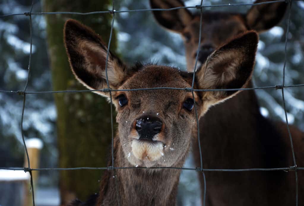 Are Ferns Deer Resistant? 10 Ways to Keep Them Away From Your Plants