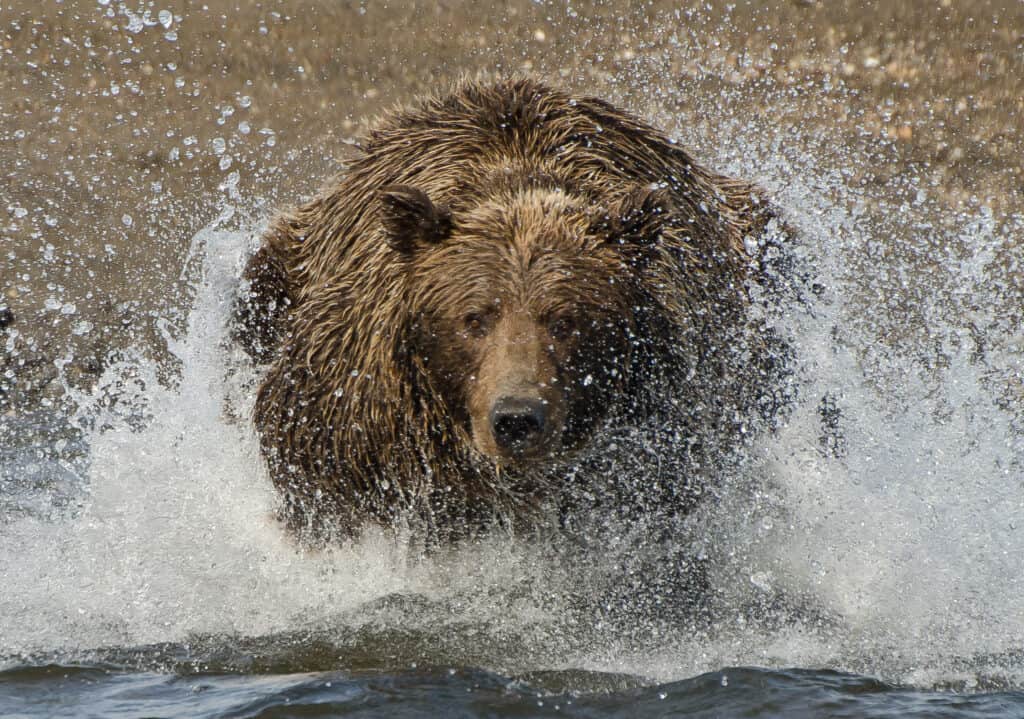 See a Grizzly Bear Surprise Mountain Bikers And Chase After Them