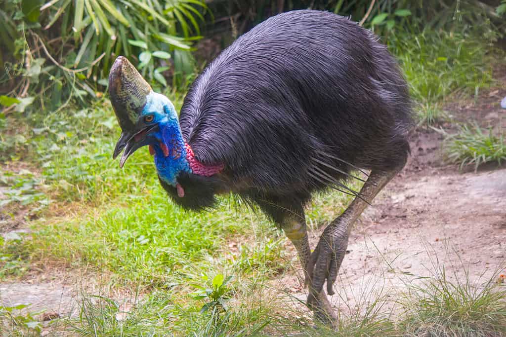 Giant Cassowary Stalks and Chases Beachgoer In Scary Encounter