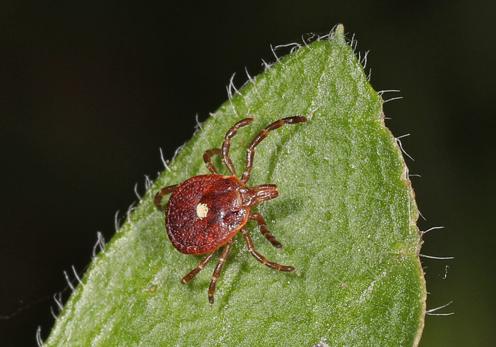 Male vs Female Ticks: 2 Key Differences