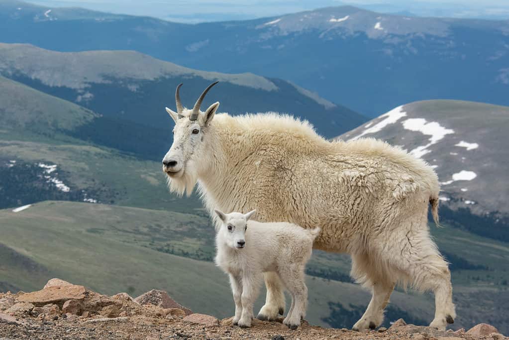 The Largest Rocky Mountain Goat Ever Caught in Oregon