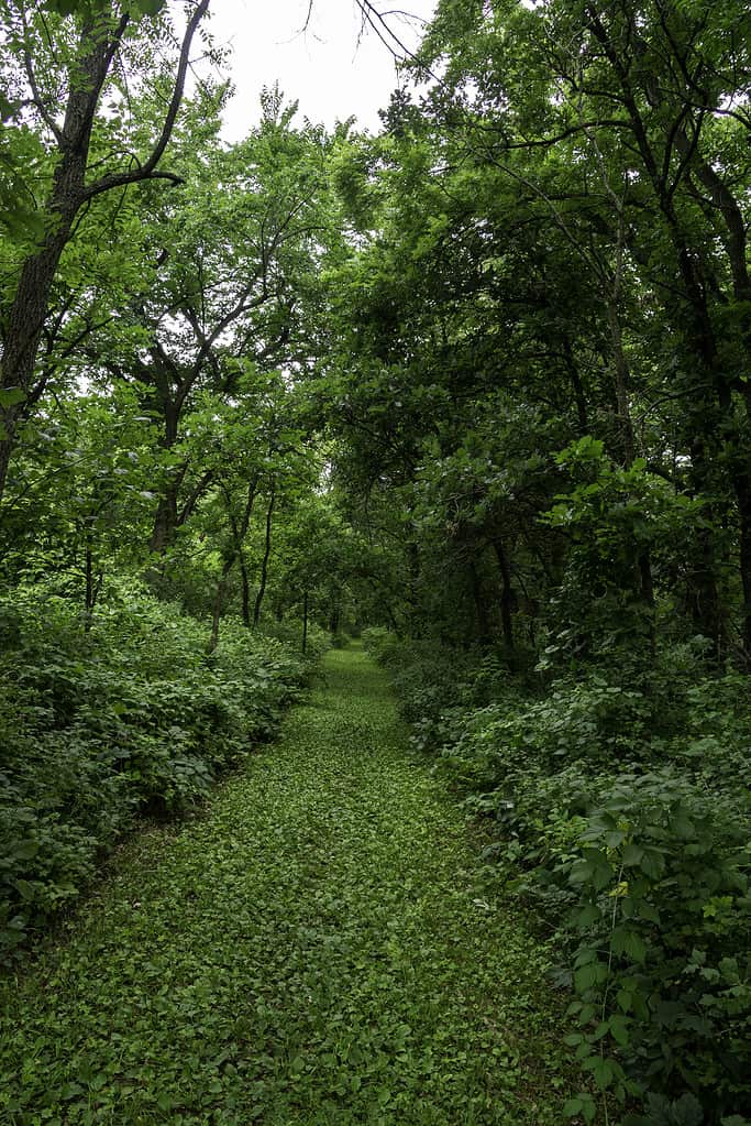 Discover the Smallest Town in Minnesota - Everyone Could Fit In a Cargo Van