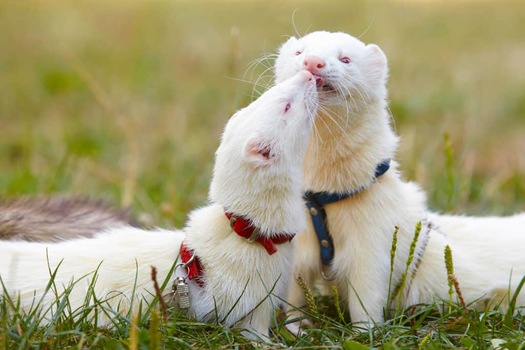 10 Human Foods You Should Never Feed to Ferrets