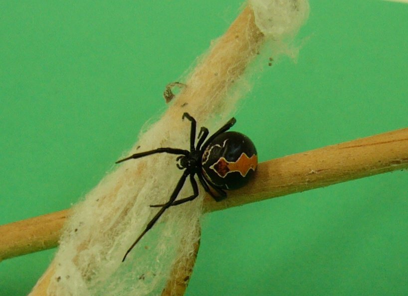 Discover 11 Types of Widow Spiders Throughout The World