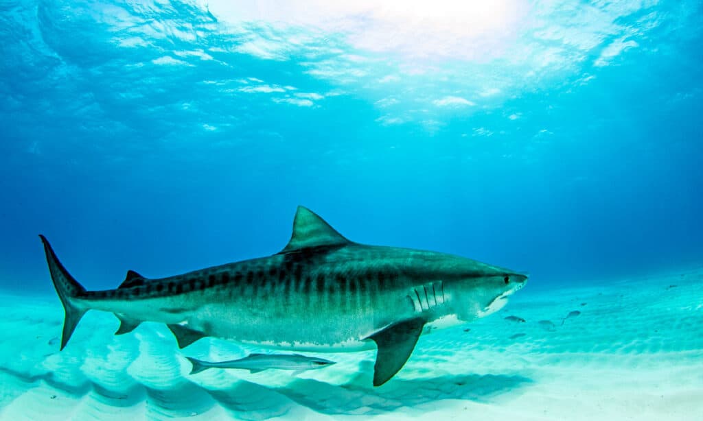 The Largest Tiger Shark Ever Caught in Maryland