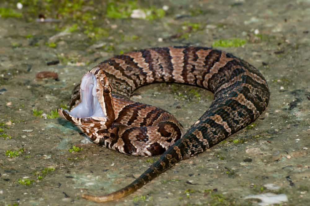 Diamondback Water Snake: Habitat, Diet, and Identifcation Tips