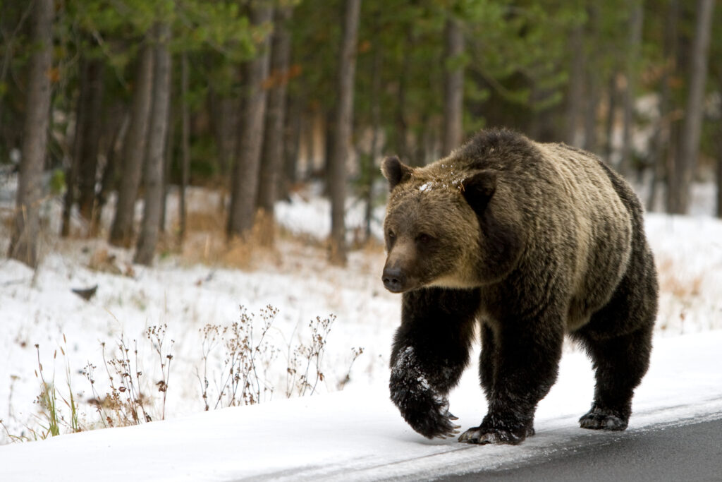 Male vs Female Grizzly Bears: 7 Key Differences