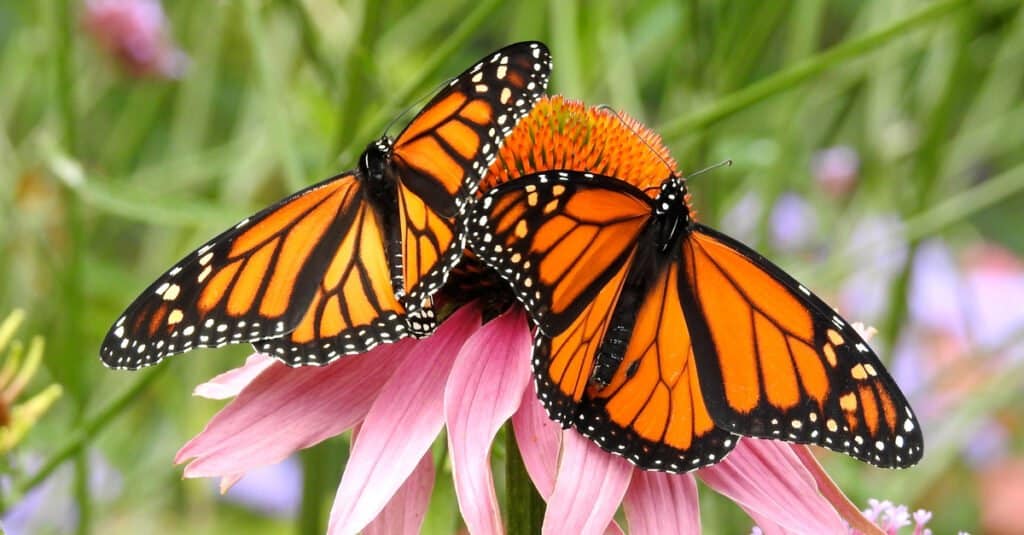 The 5 Best Places to See the Monarch Migration in Mexico