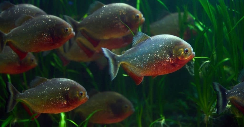 The 7 Countries and Rivers Where the Most Piranhas Live