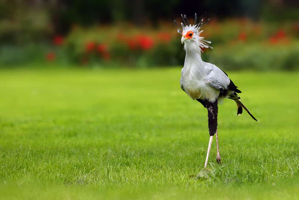 Discover 5 Birds With Long Legs (and Where You Might See Them)