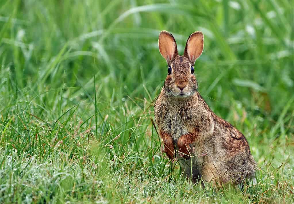 How Fast is an Eastern Cottontail (and 4 Other Ways Rabbits Evade Predators)