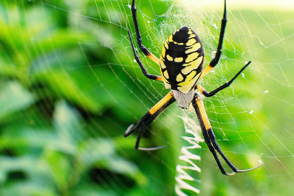 8 Spiders Crawling Around San Diego