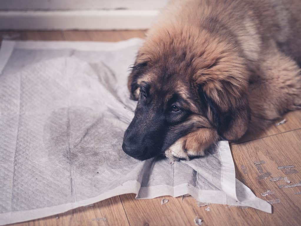 Leonberger Lifespan: How Long Do These Dogs Live?