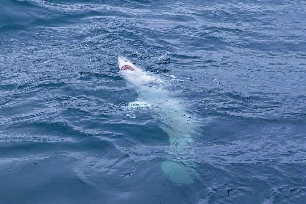 Discover the Largest Great White Shark Ever Caught in New Brunswick