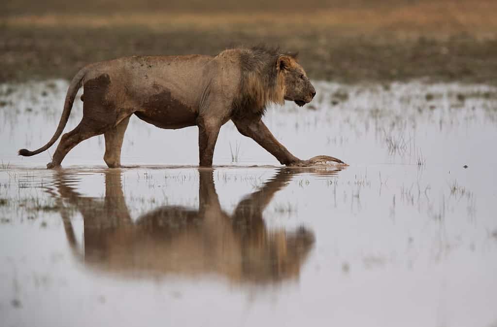 Discover How Long Lions Can Go Without Eating, Plus 3 Other Amazing Facts About Their Diet