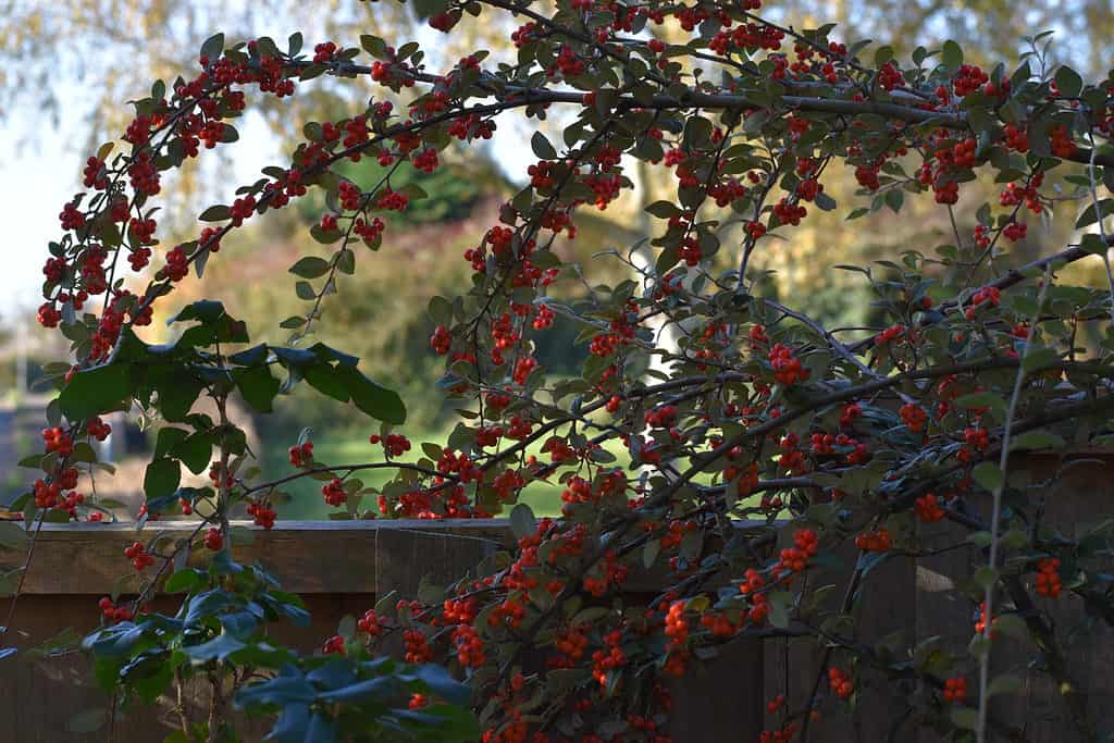 10 Amazing White Flowering Trees in Florida