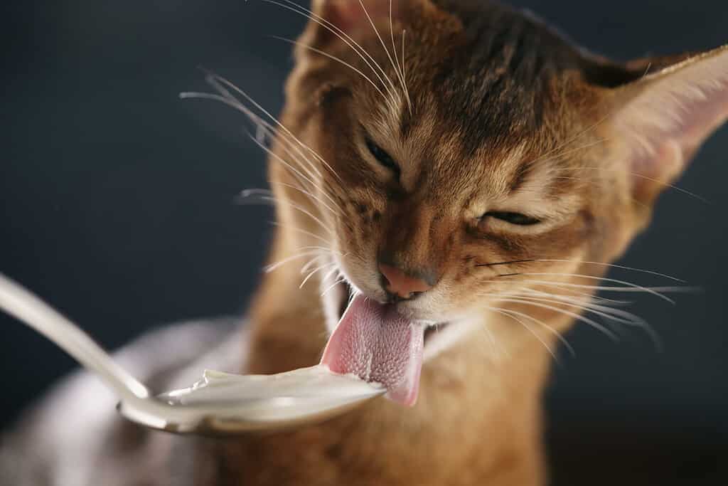 7 Foods to Feed a Sick Cat that Won't Eat