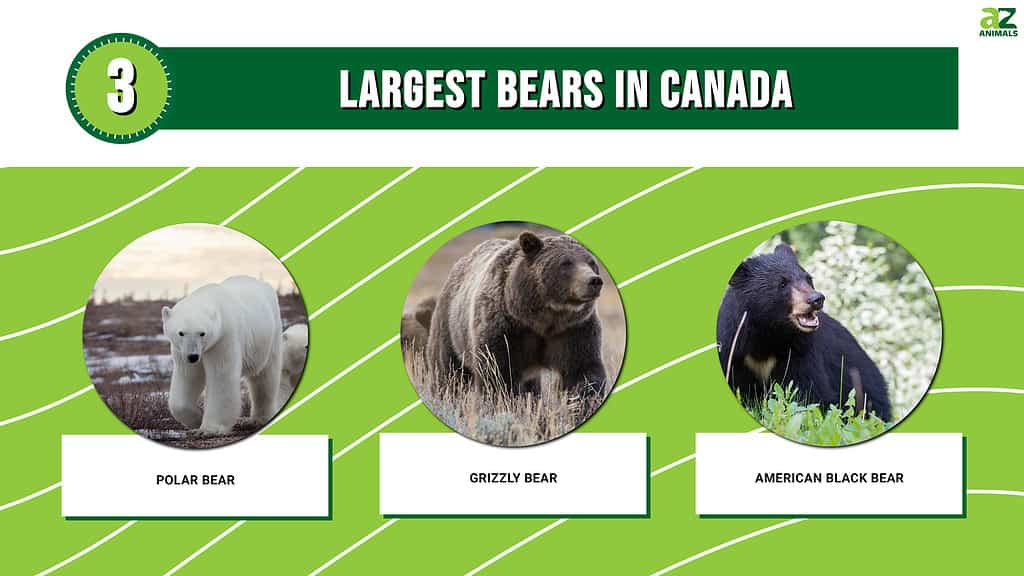 The 3 Largest Bears in Canada Are Massive Forces of Nature