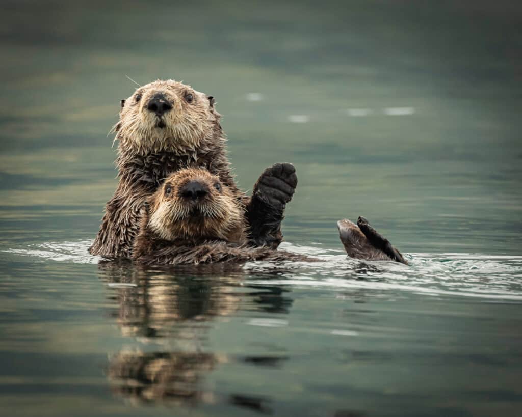 Otter Lifespan: How Long Do Otters Live in the Wild or Captivity?