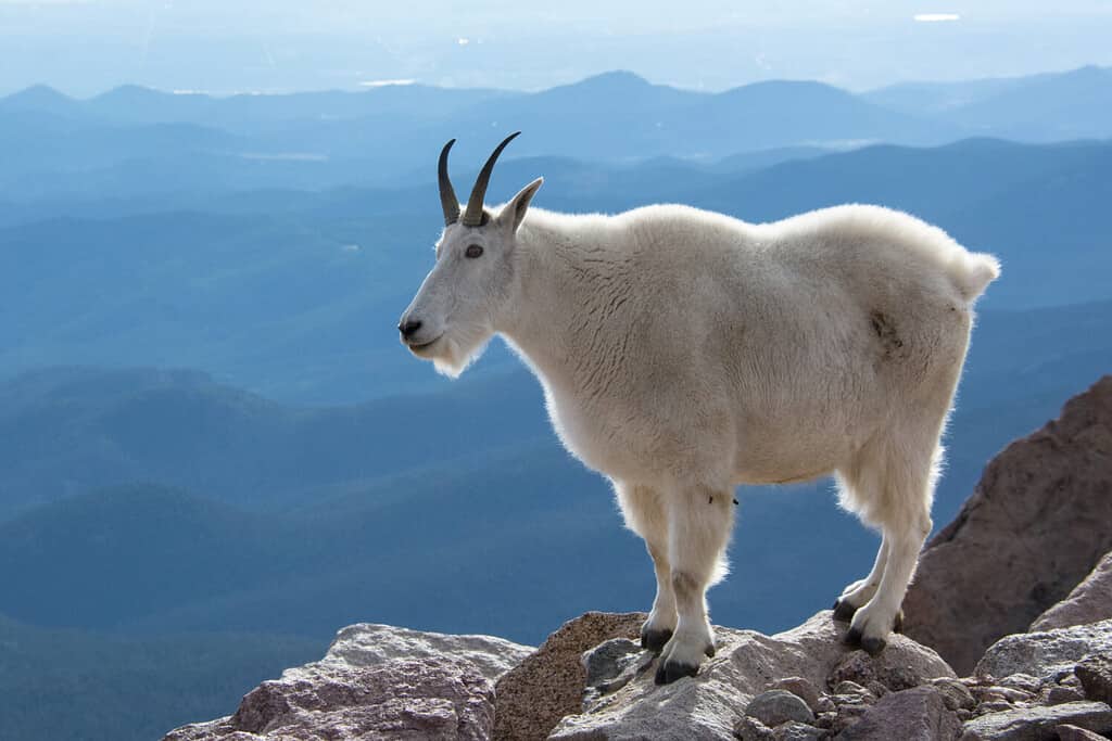 Discover Just How Tall Grays Peak Really Is