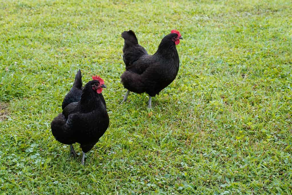 12 Tallest Chicken Breeds in the World