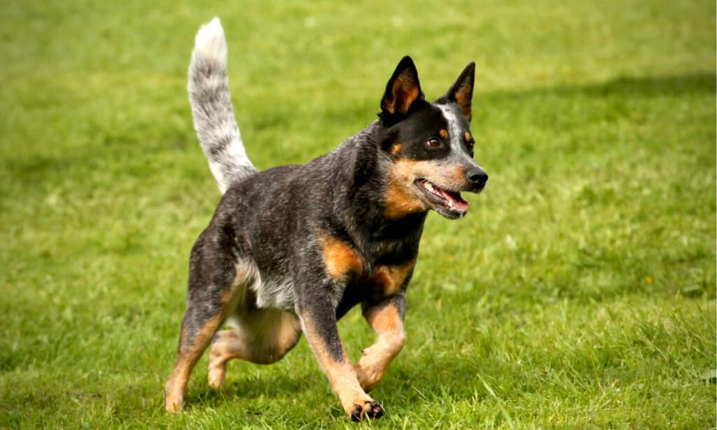 The # Most Common Health Problems in Blue Heelers