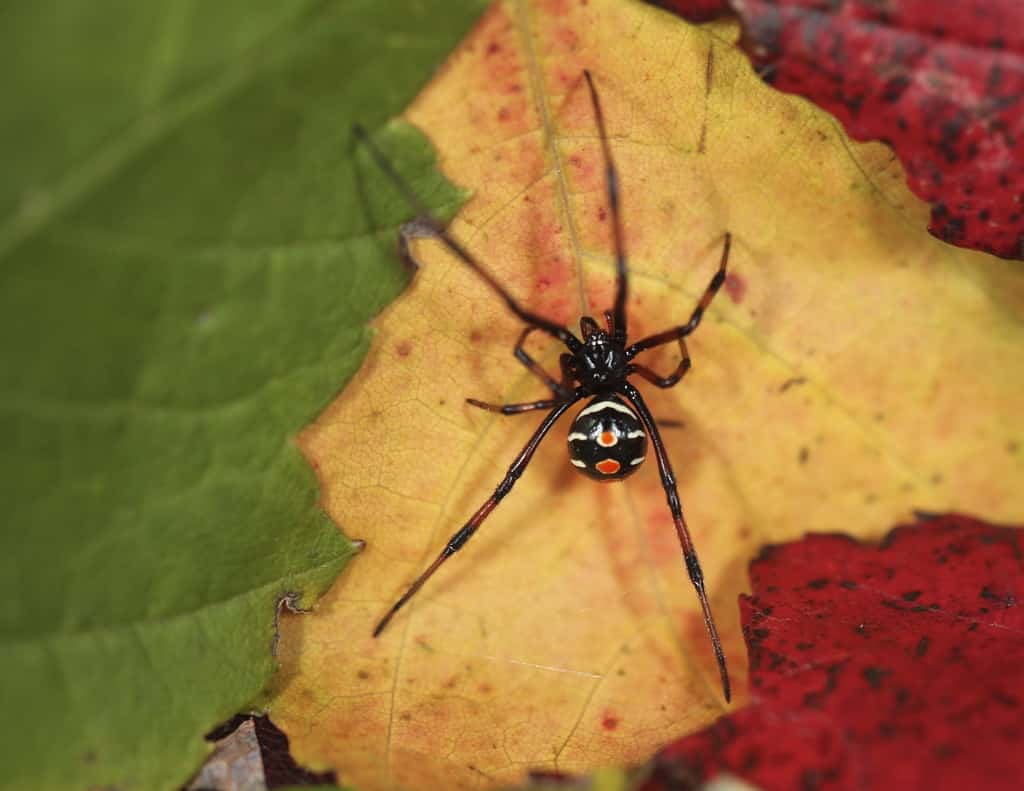 Discover 11 Types of Widow Spiders Throughout The World