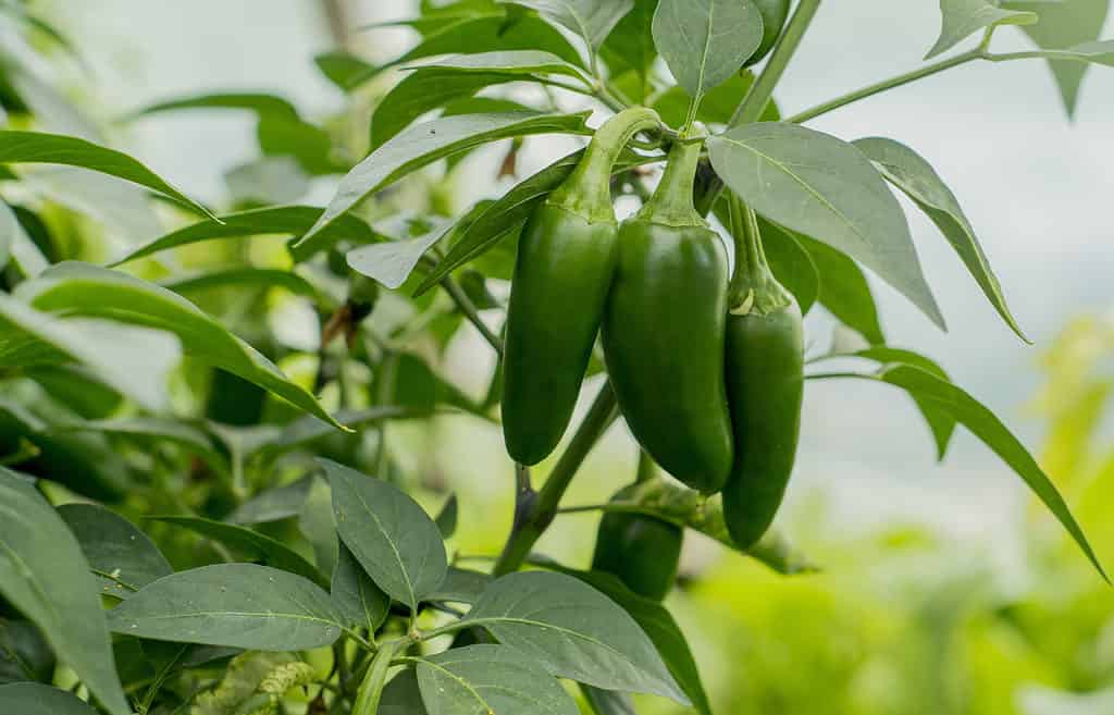 Winterized Peppers: 6 Helpful Tips for Overwintering Pepper Plants