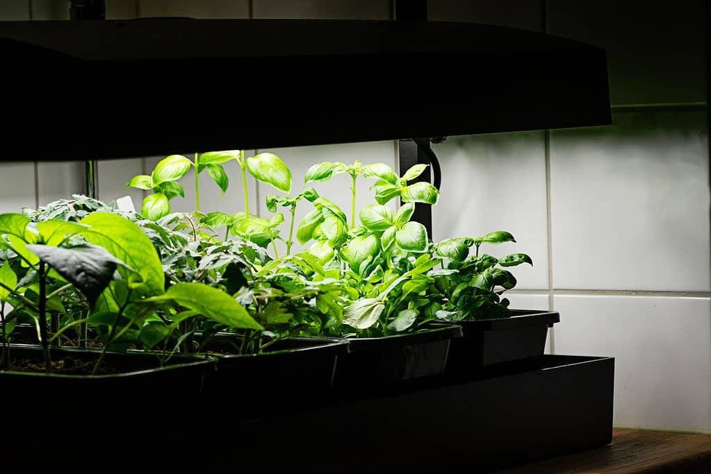 Winterized Peppers: 6 Helpful Tips for Overwintering Pepper Plants