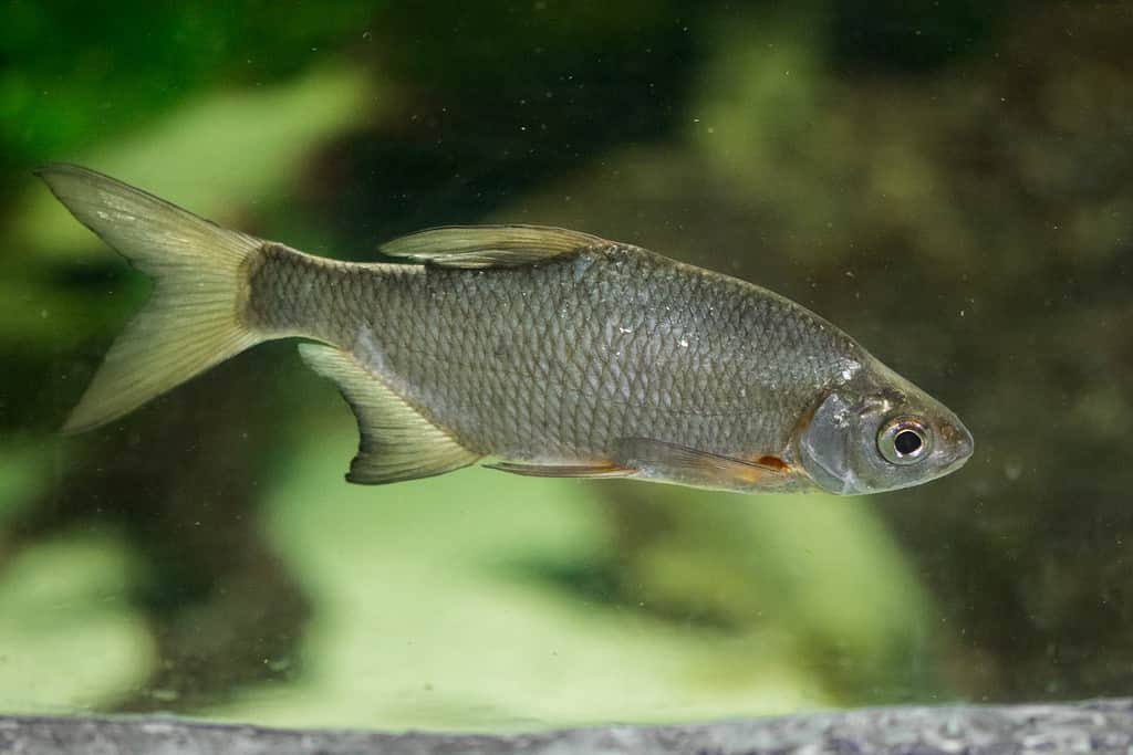 Discover the Largest Fish Ever Caught in Wisconsin