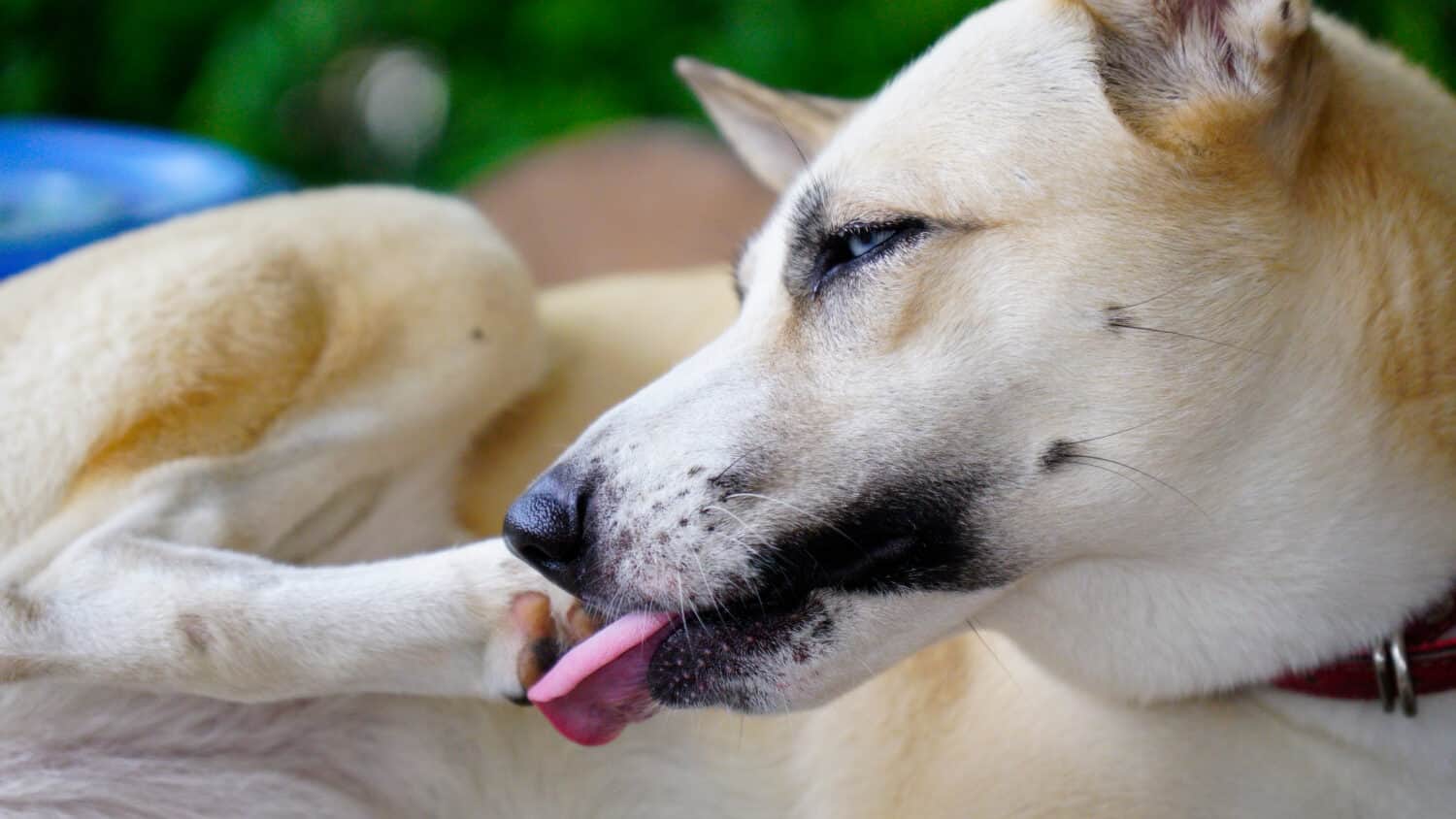 What Dogs Are Telling You When They Lick Their Paws?