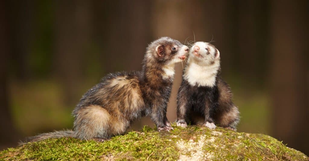 10 Human Foods You Should Never Feed to Ferrets