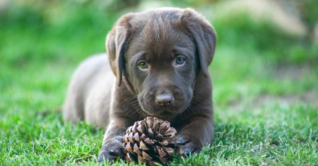 Chocolate Labs: Origin, Rarity, Name Suggestions, and More!