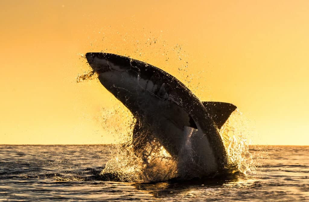 Why Are Great White Sharks Warm-Blooded When Other Sharks Are Not?