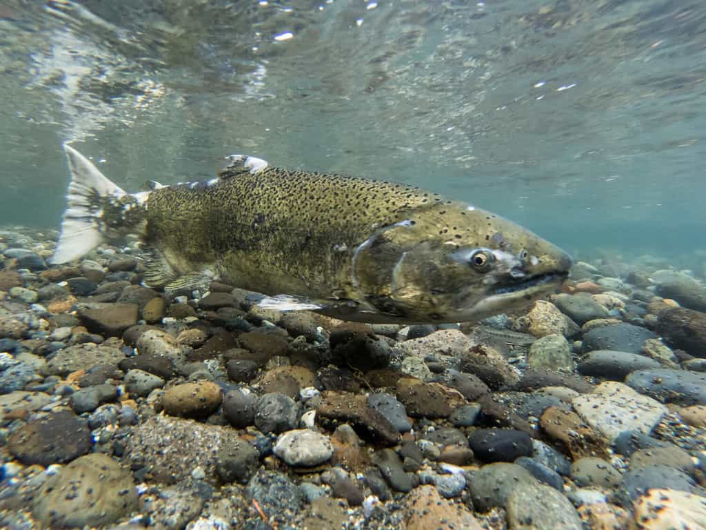 Discover the Largest Fish Ever Caught in Wisconsin