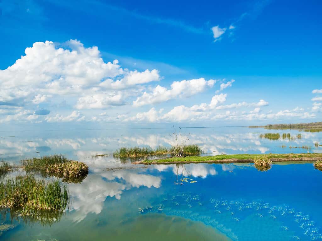 Discover How Polluted Lake Okeechobee Really Is