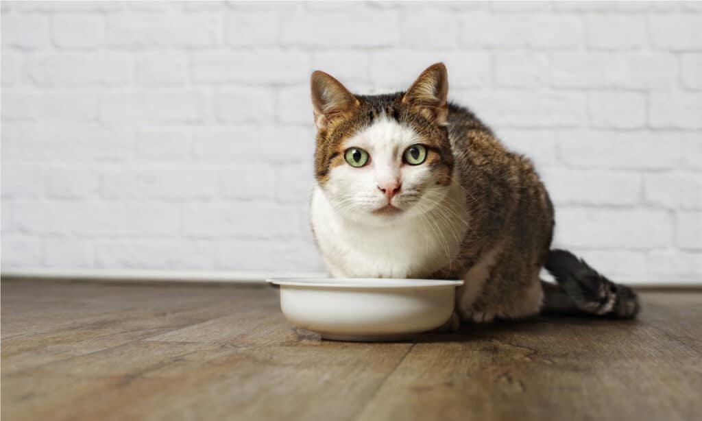 7 Foods to Feed a Sick Cat that Won't Eat