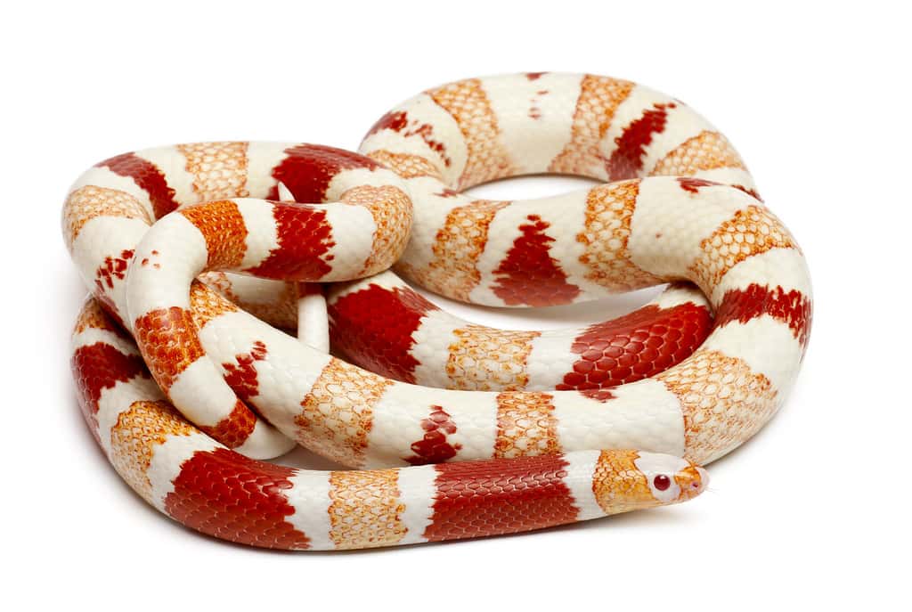 Discover 5 Amazing Milk Snake Morphs