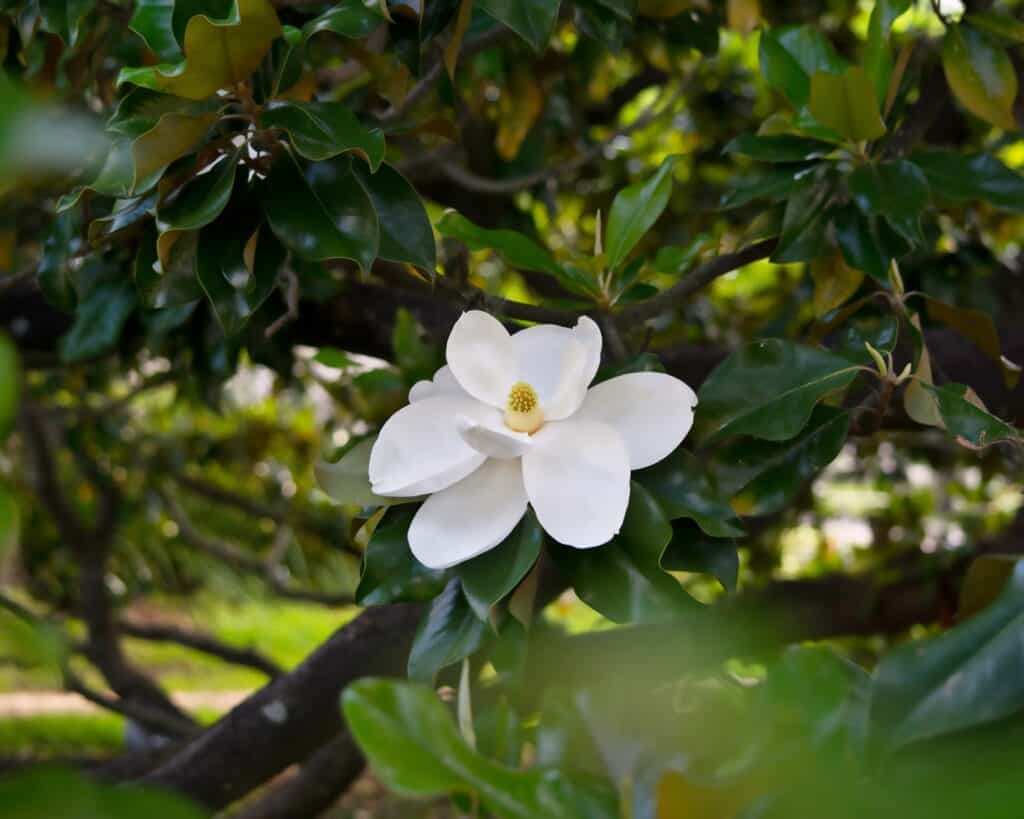 10 Amazing White Flowering Trees in Florida