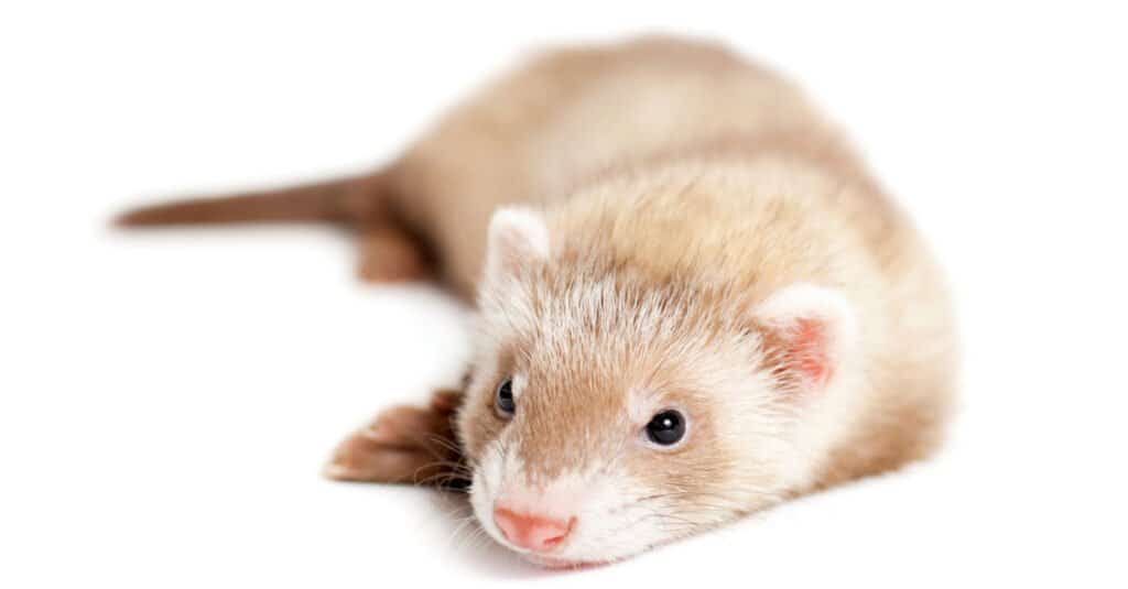 10 Human Foods You Should Never Feed to Ferrets