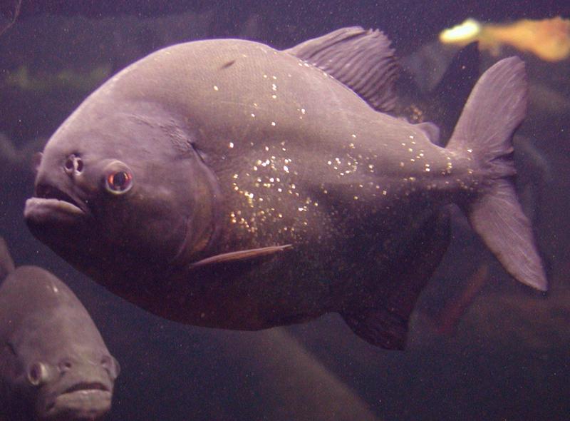 The 7 Countries and Rivers Where the Most Piranhas Live