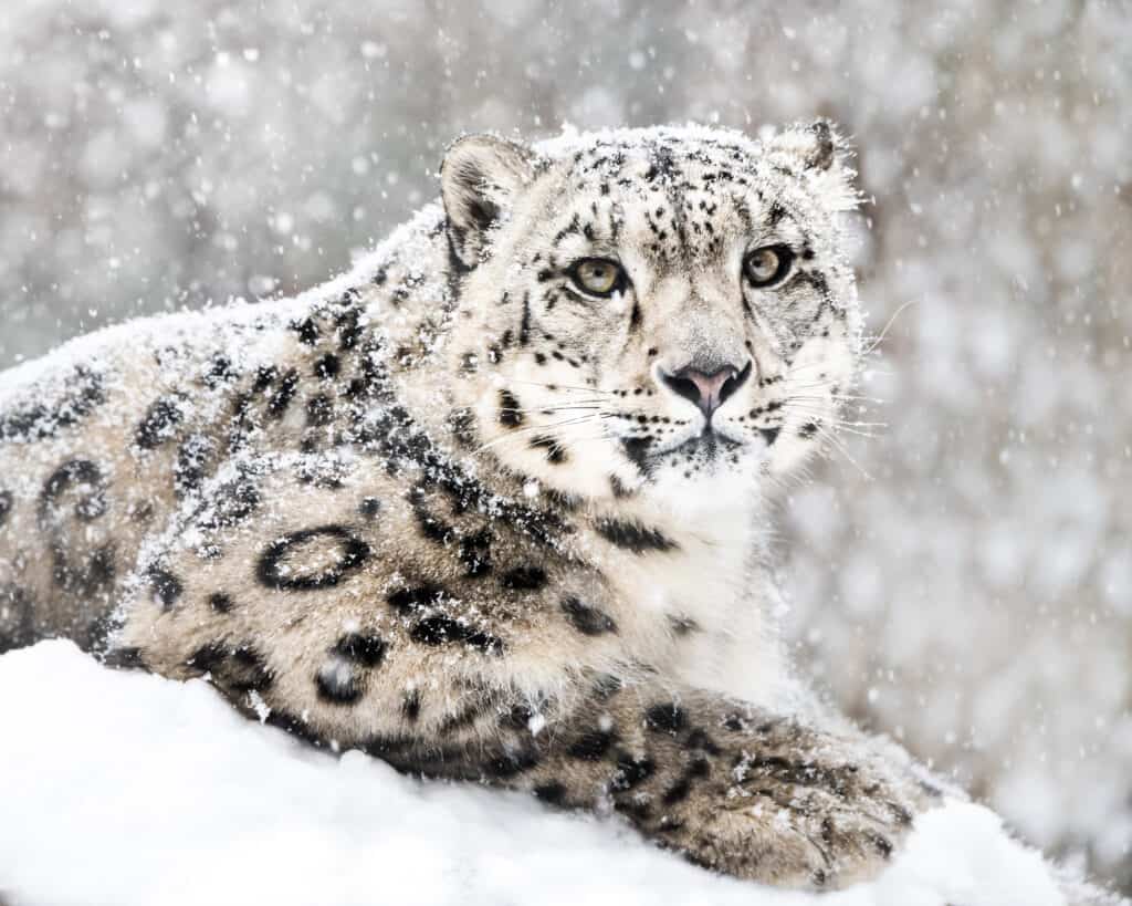 Discover the 5 Countries and Regions Where Snow Leopards Live